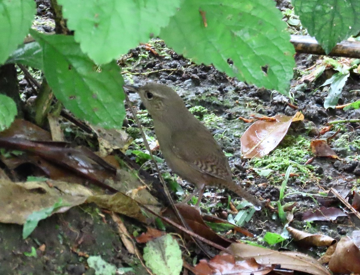 Southern House Wren - ML638507590