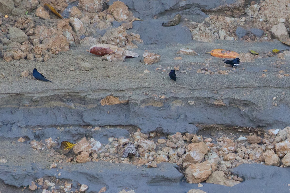 White-banded Swallow - ML638507591