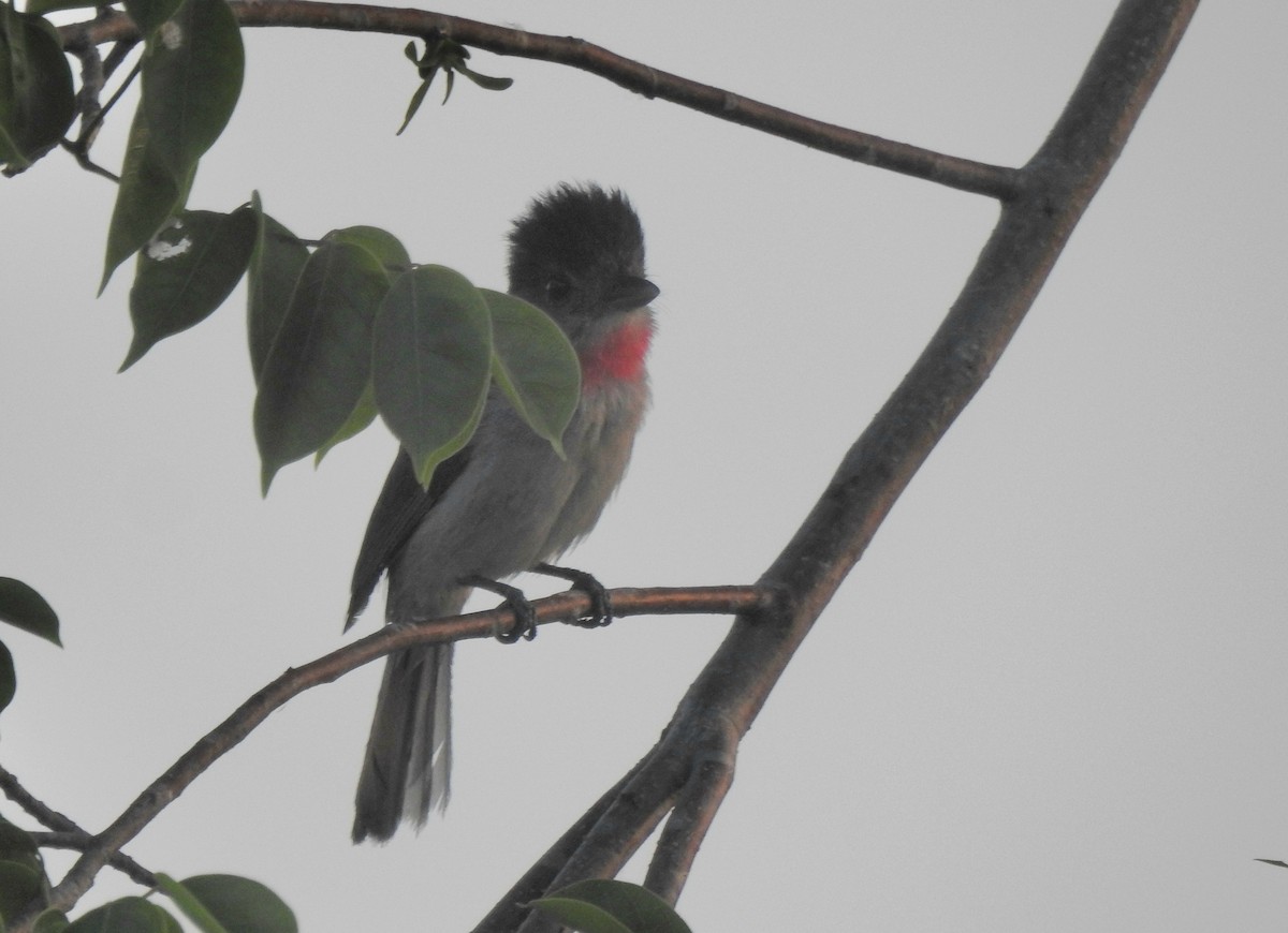 Rose-throated Becard - ML638507593