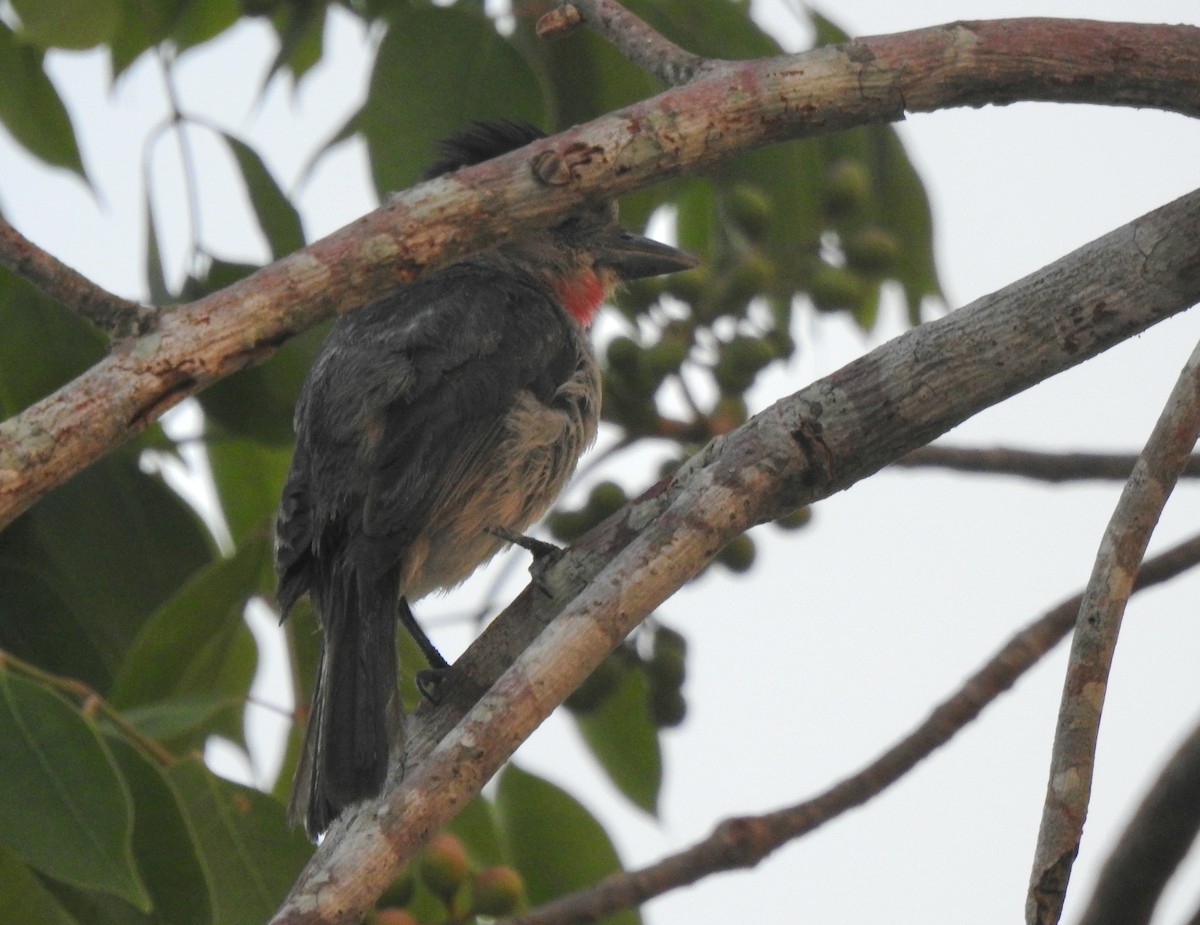 Rose-throated Becard - ML638507594