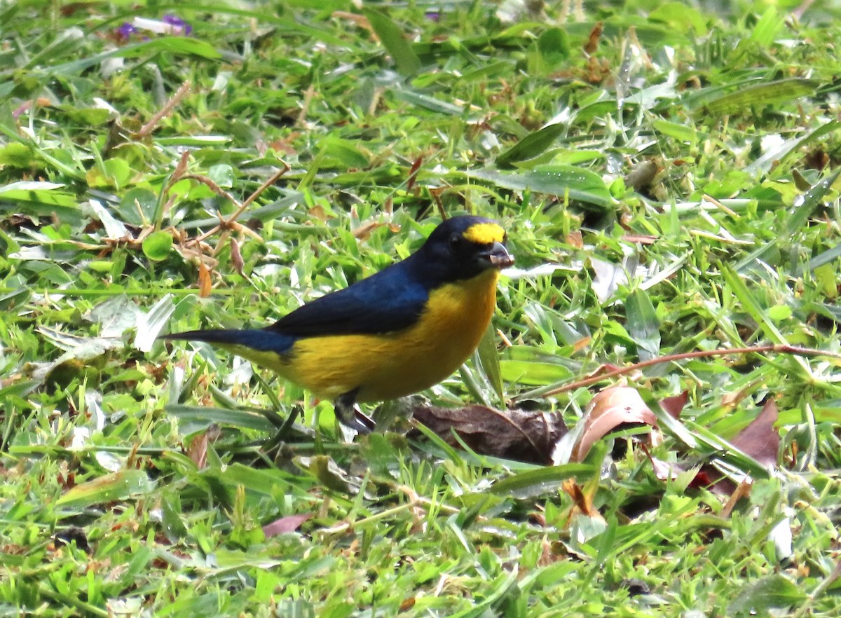 Yellow-throated Euphonia - ML638507595