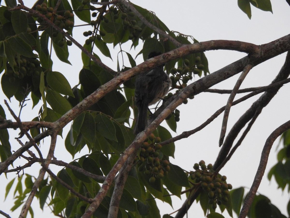 Rose-throated Becard - ML638507596