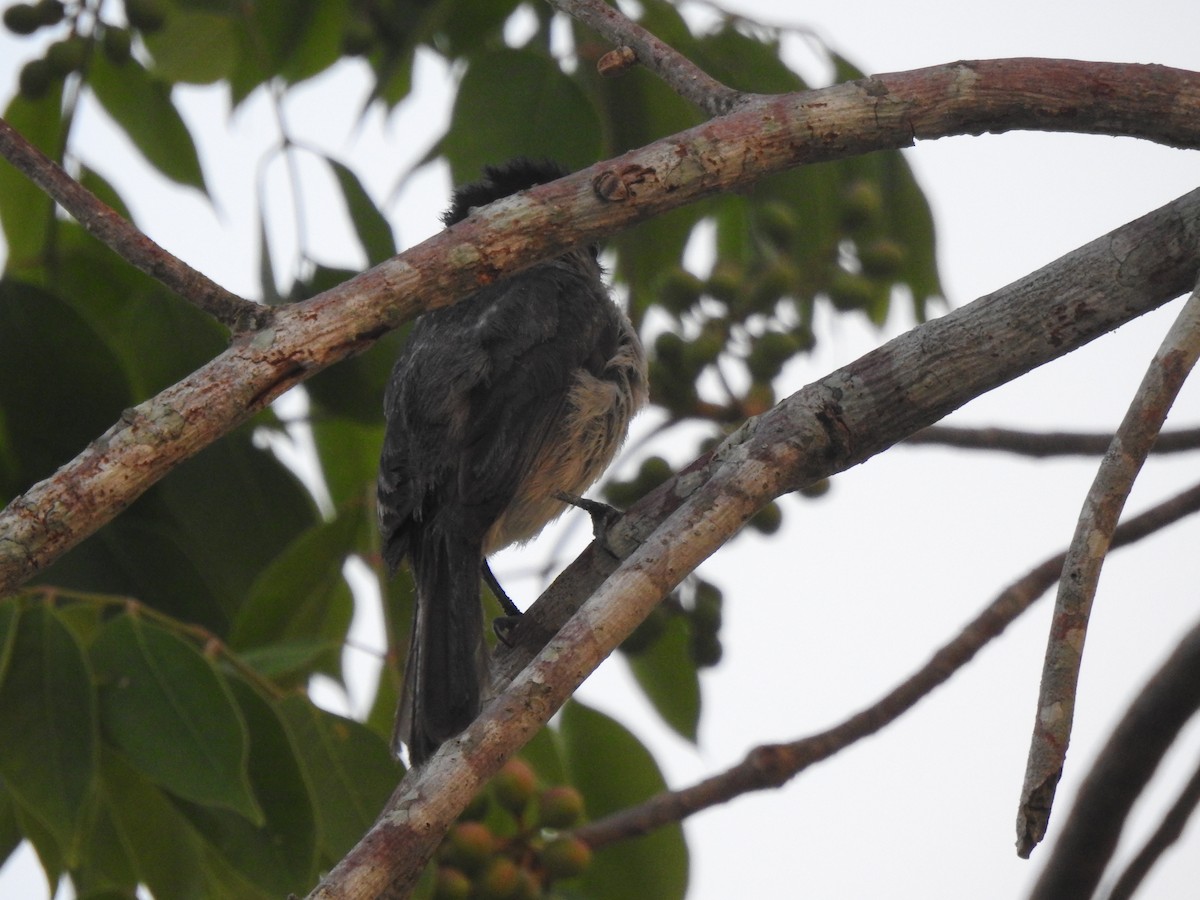 Rose-throated Becard - ML638507597