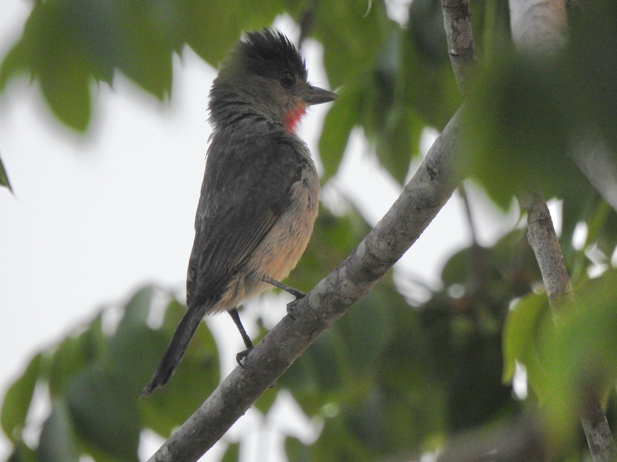 Rose-throated Becard - ML638507598