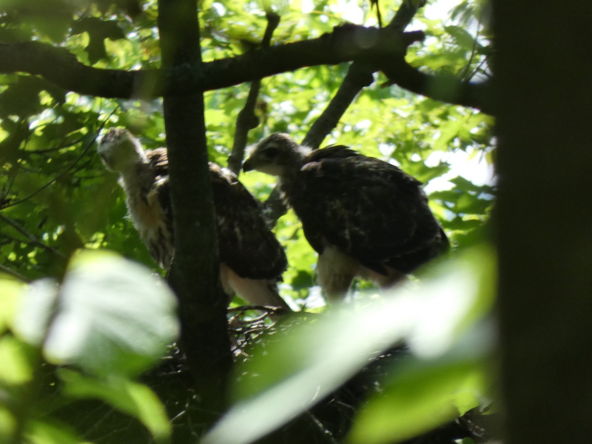 Red-tailed Hawk - ML638507599