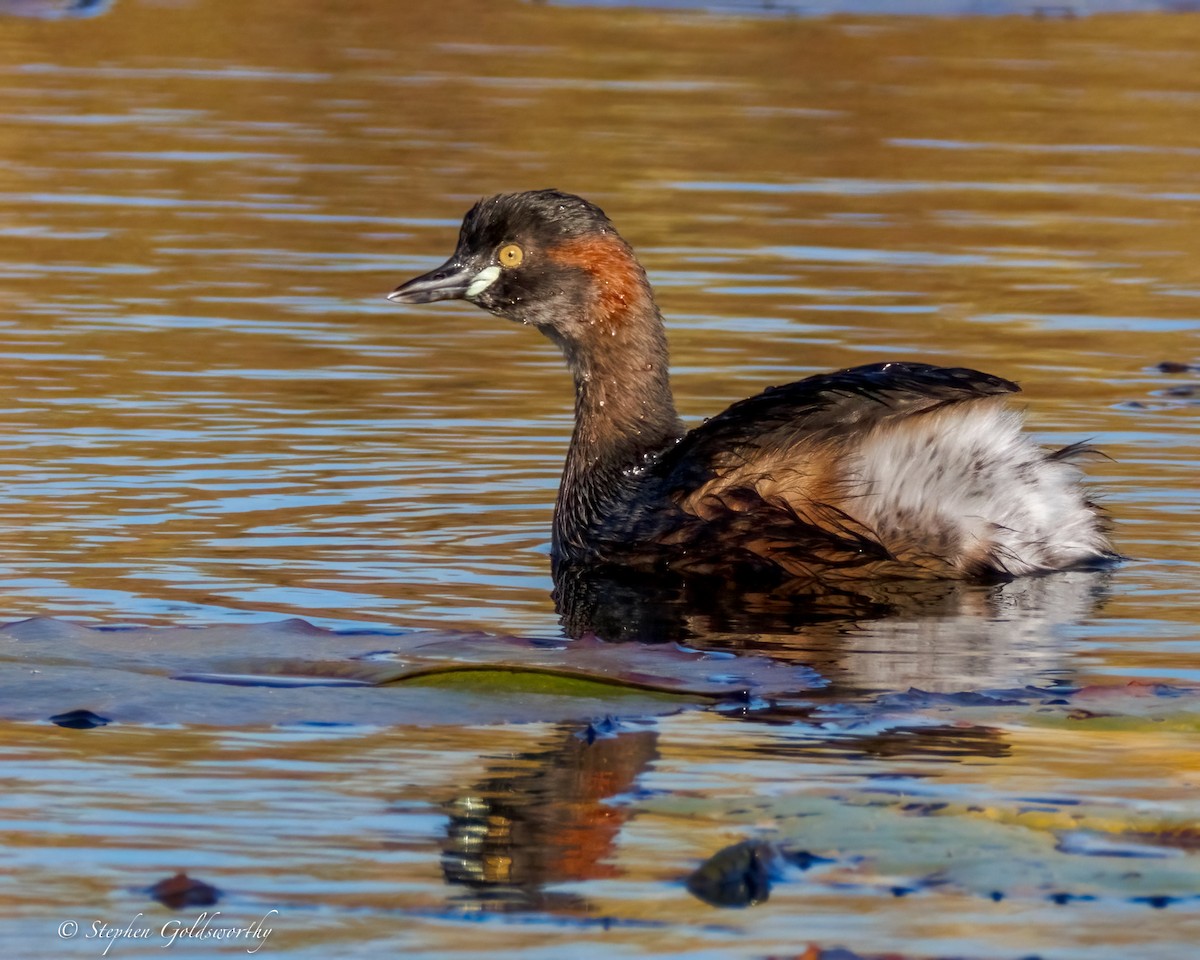 Australasian Grebe - ML638507602