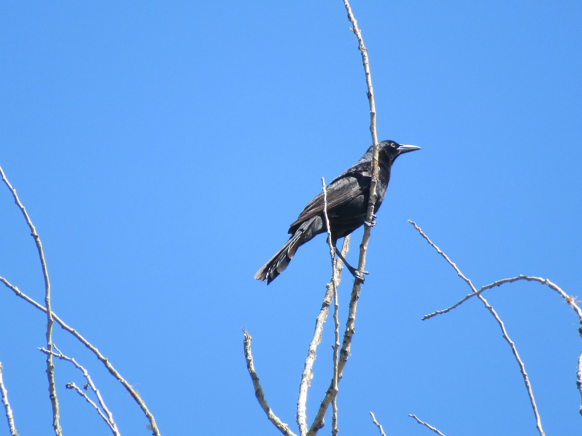 Great-tailed Grackle - ML638507603