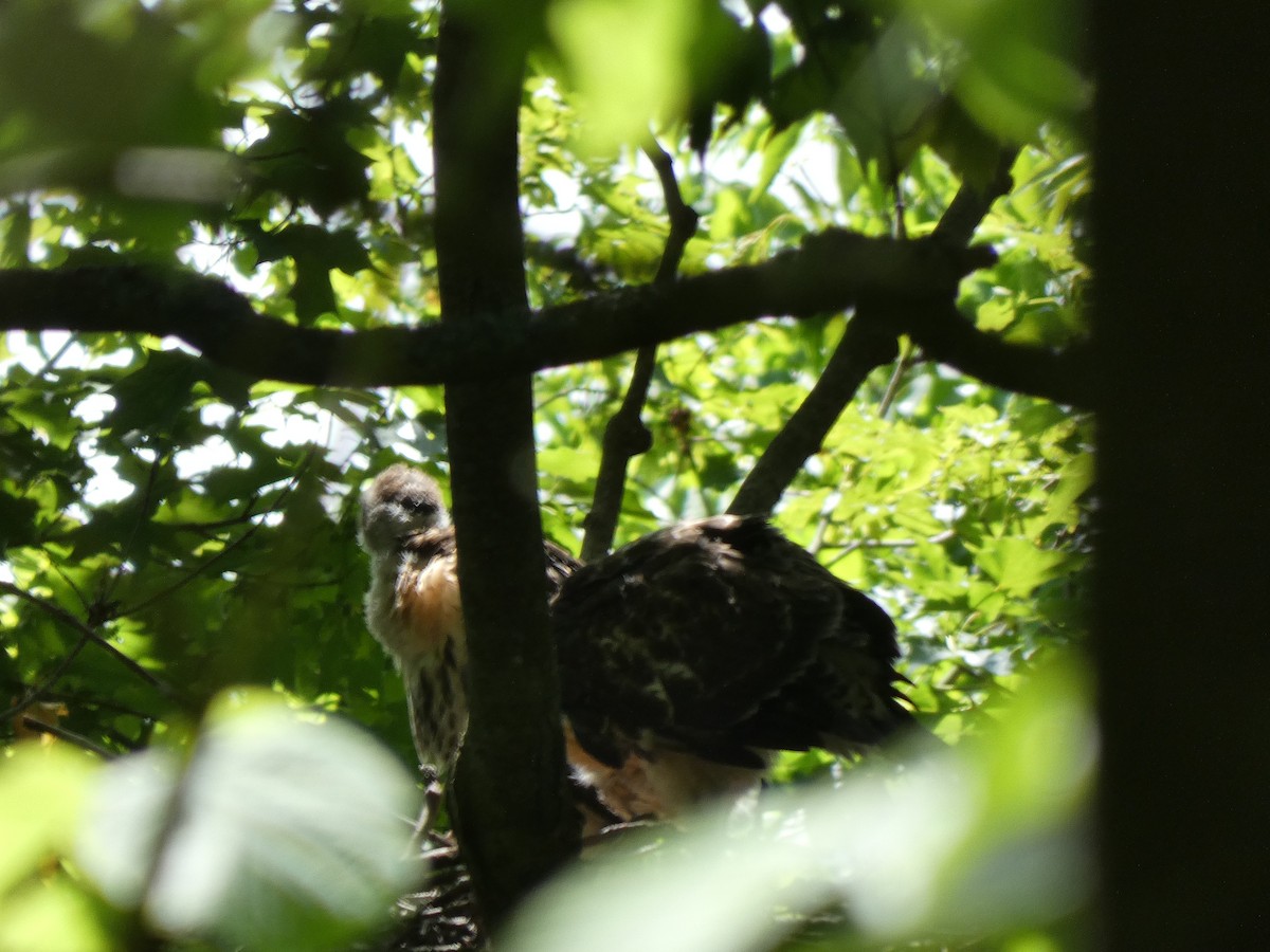 Red-tailed Hawk - ML638507604