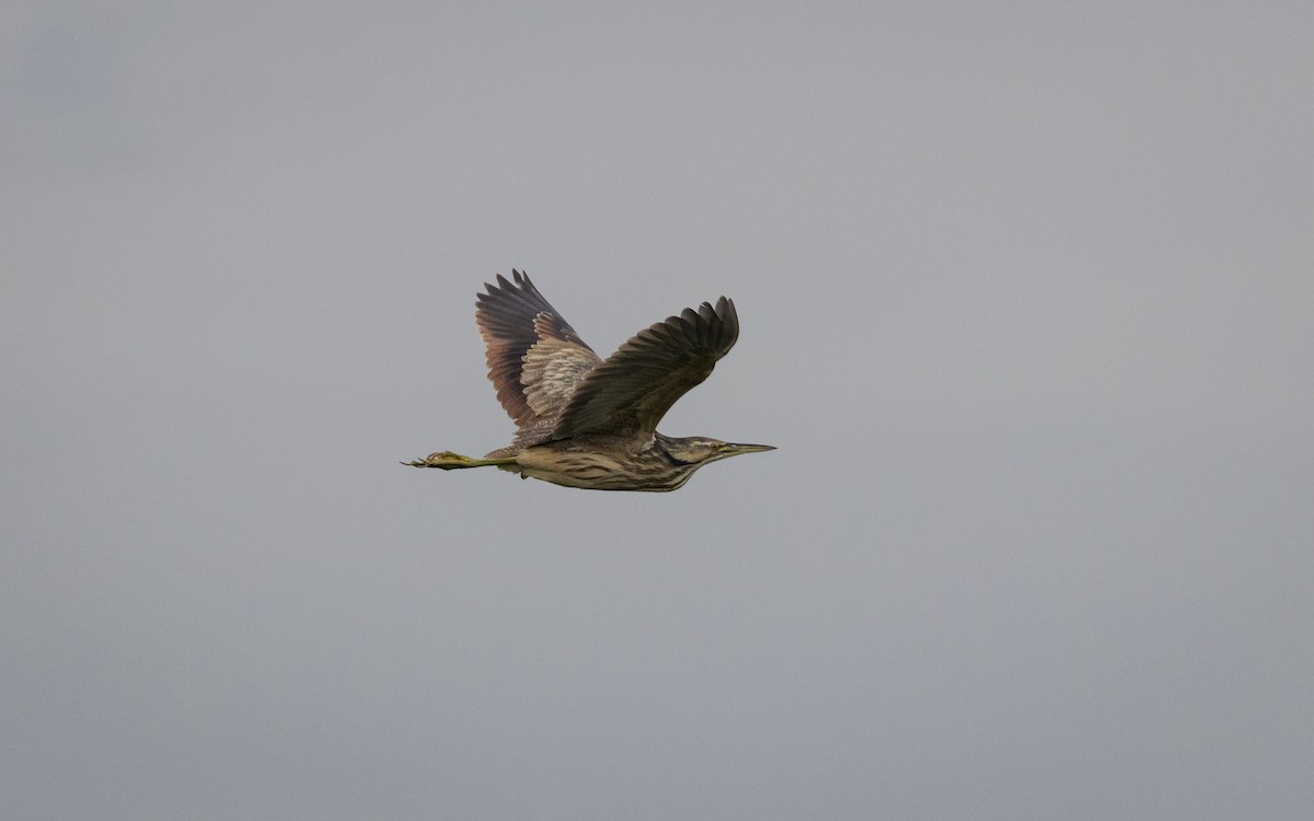 American Bittern - ML638507605