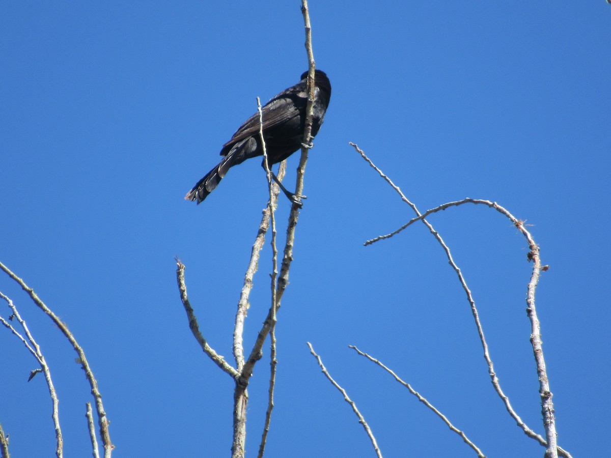 Great-tailed Grackle - ML638507607