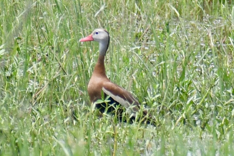 Black-bellied Whistling-Duck - ML638507609