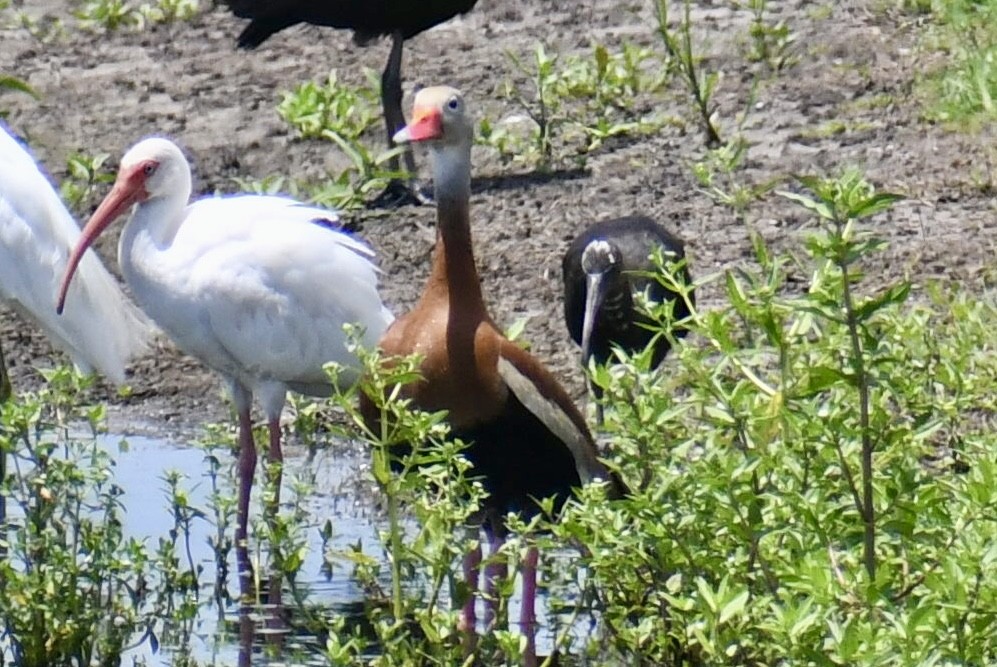 Black-bellied Whistling-Duck - ML638507610