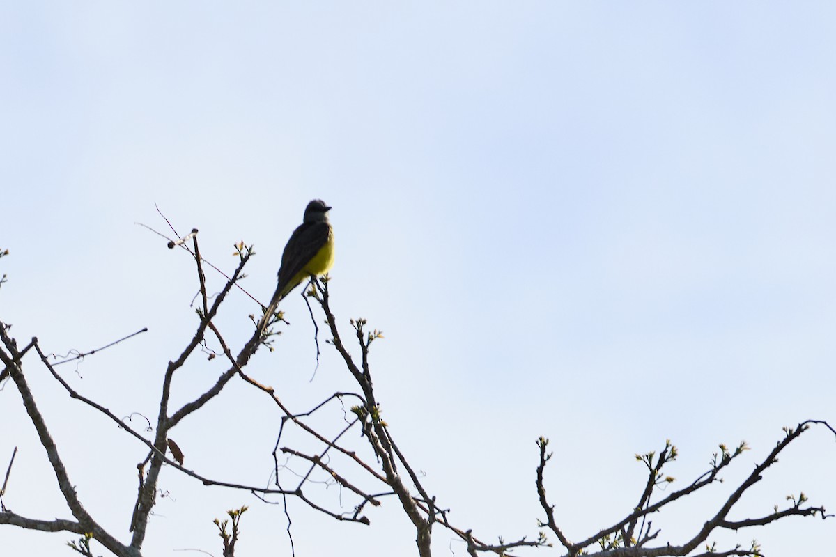 Tropical Kingbird - ML638507611