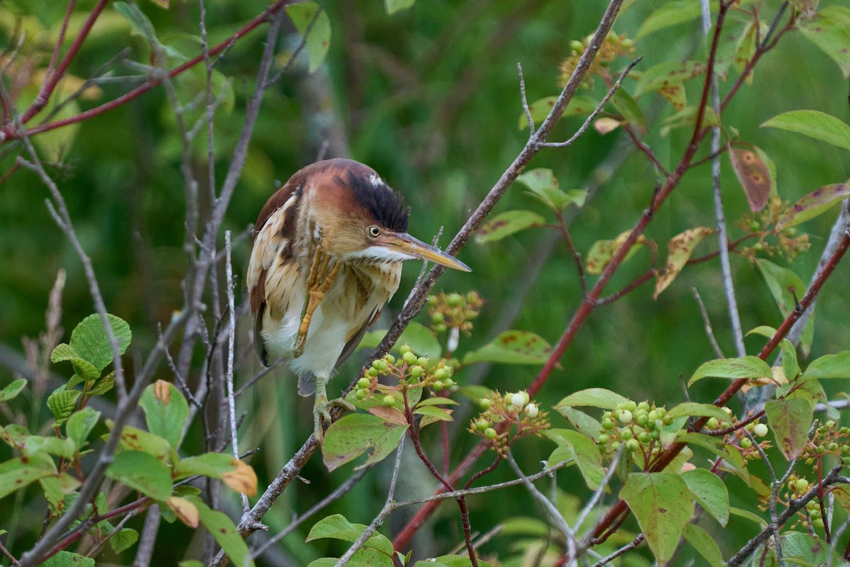 Least Bittern - ML638507617