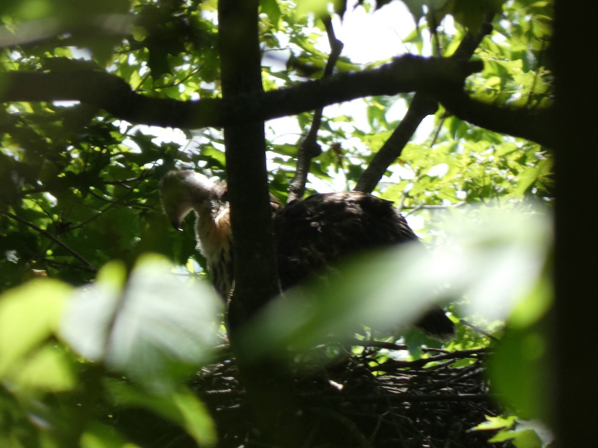 Red-tailed Hawk - ML638507632