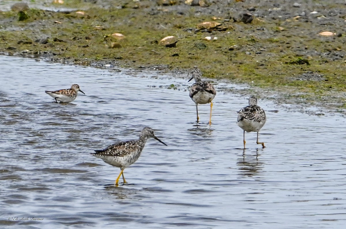 Greater Yellowlegs - ML638507635