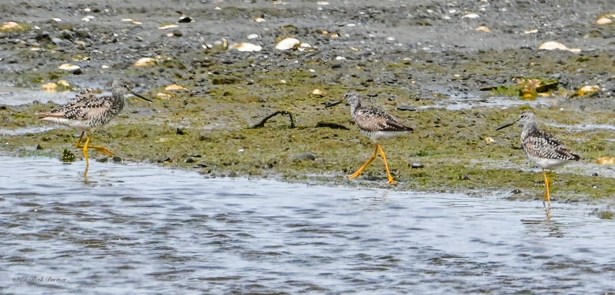 Greater Yellowlegs - ML638507636