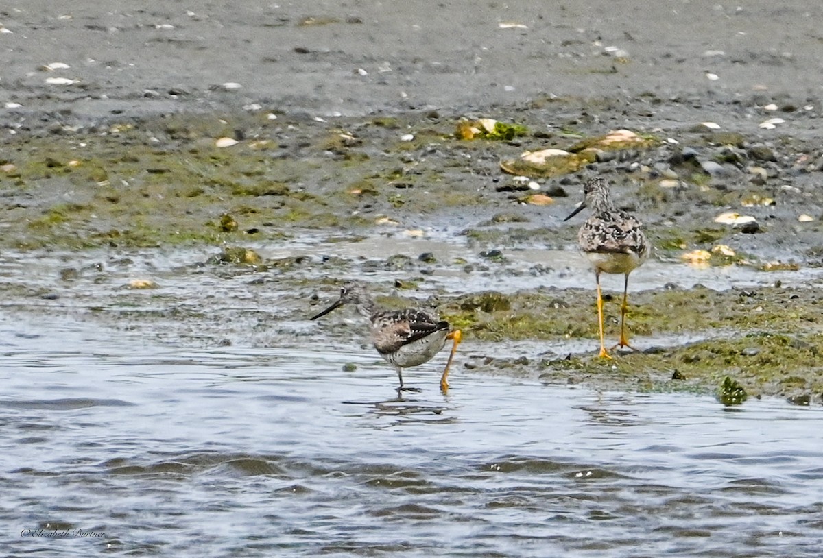 Greater Yellowlegs - ML638507637