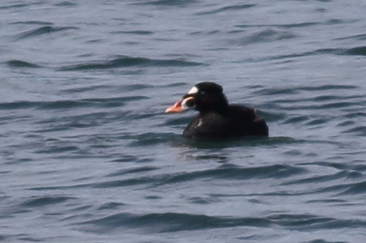 Surf Scoter - ML638507642