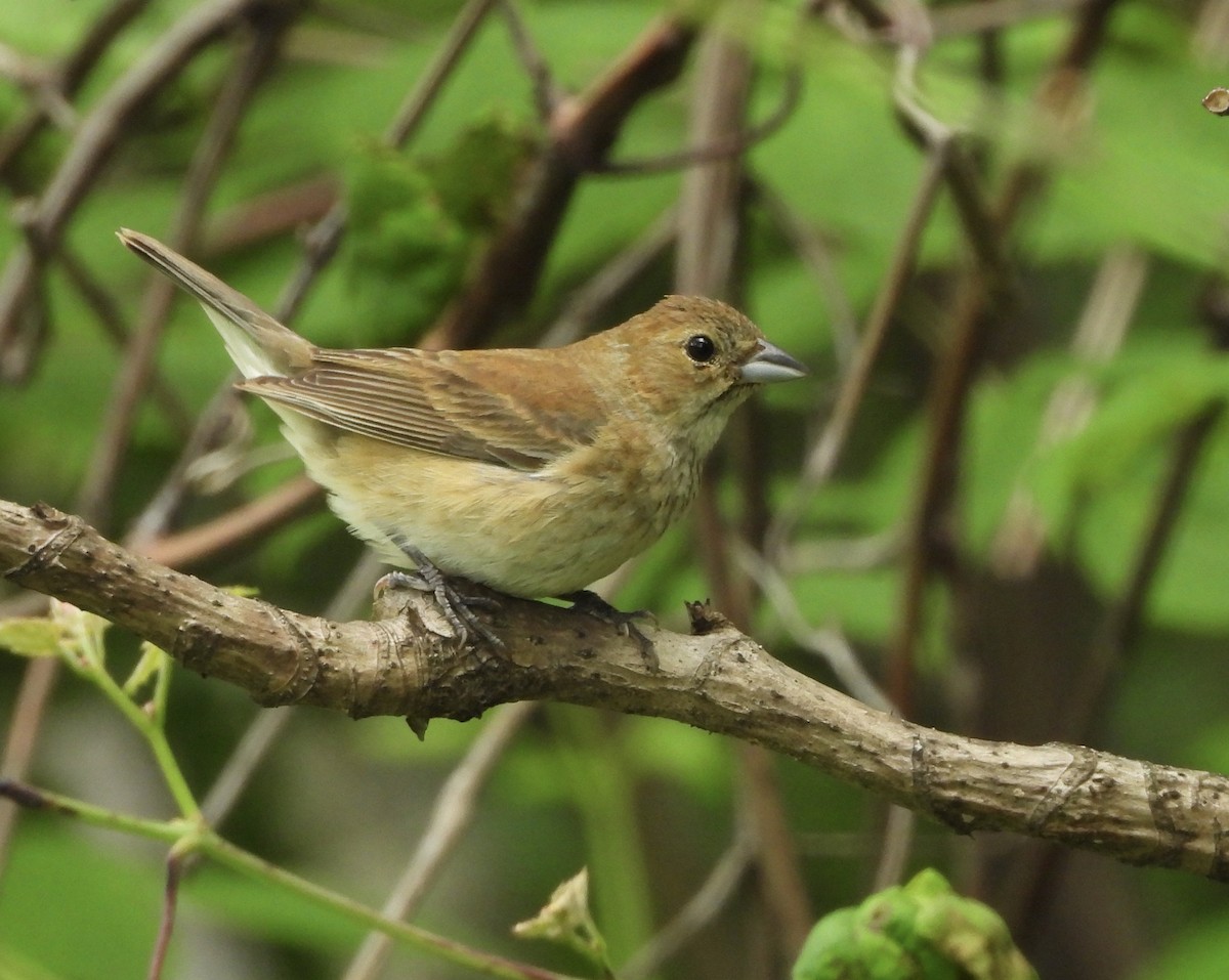 Indigo Bunting - ML638507646