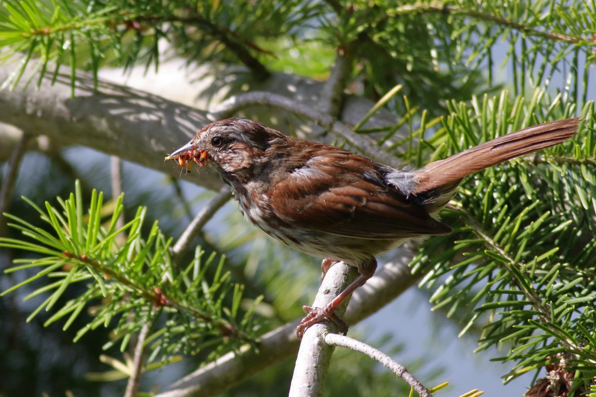 Song Sparrow - ML638507647