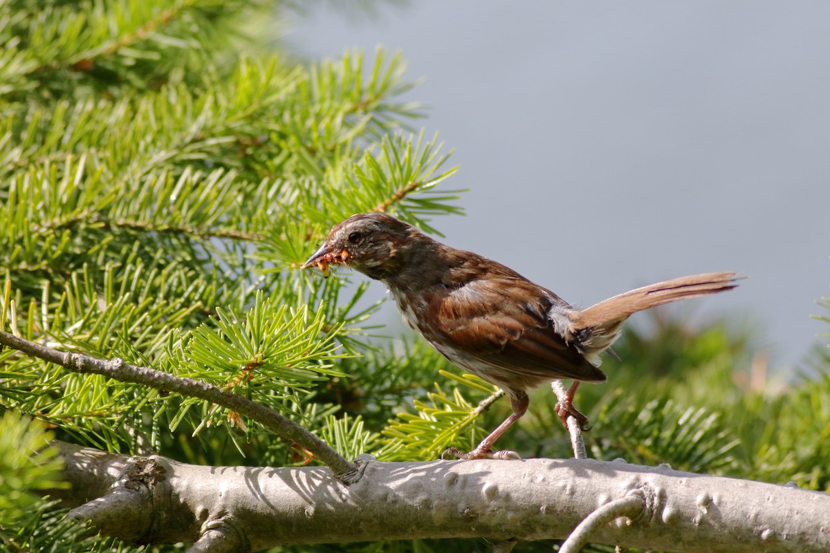 Song Sparrow - ML638507661