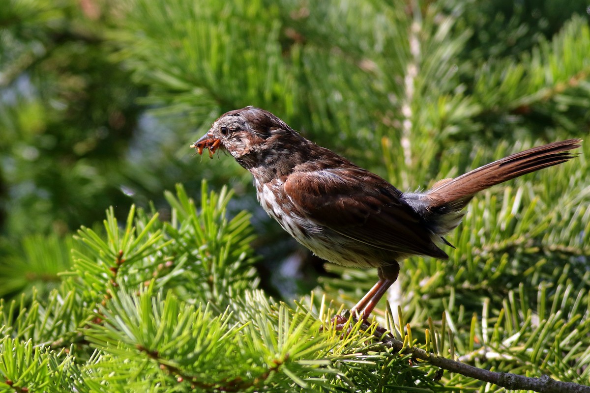 Song Sparrow - ML638507672
