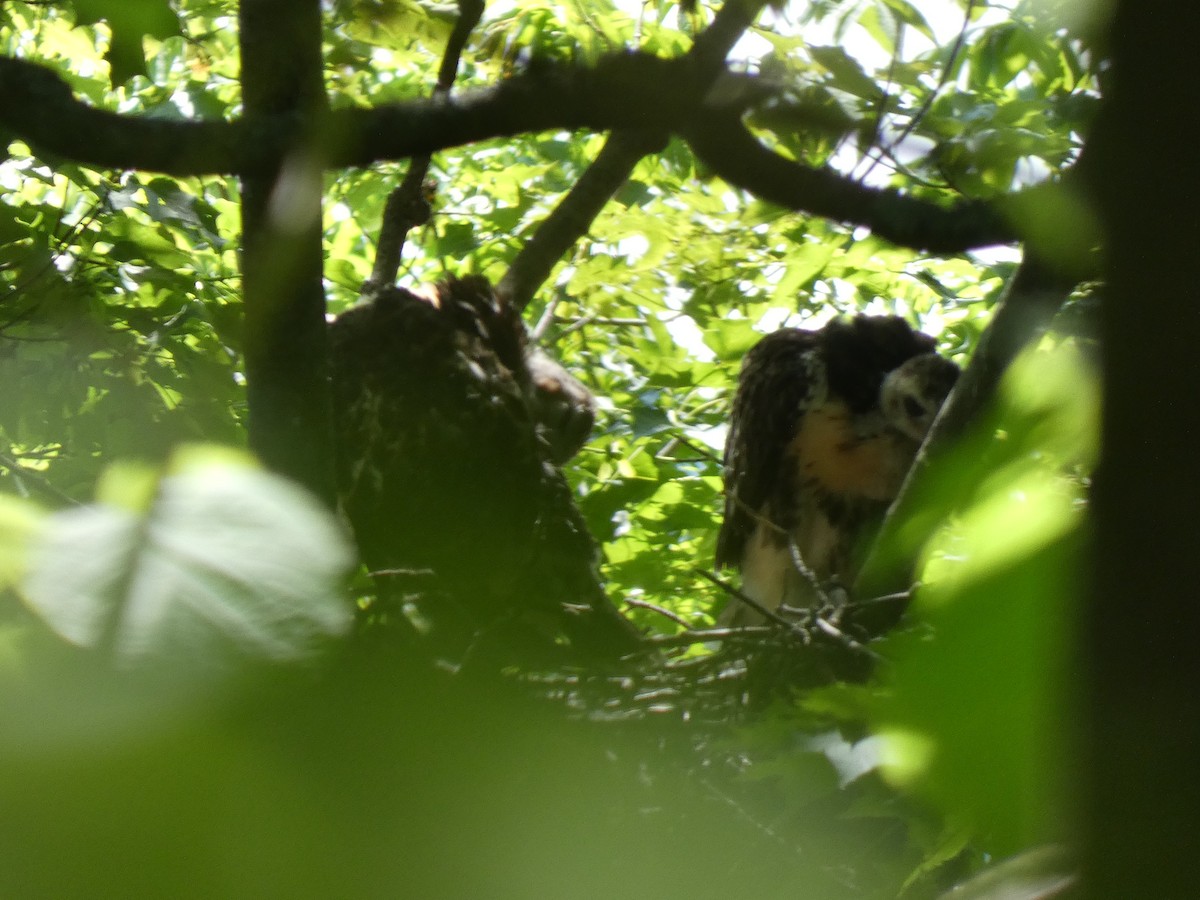 Red-tailed Hawk - ML638507674