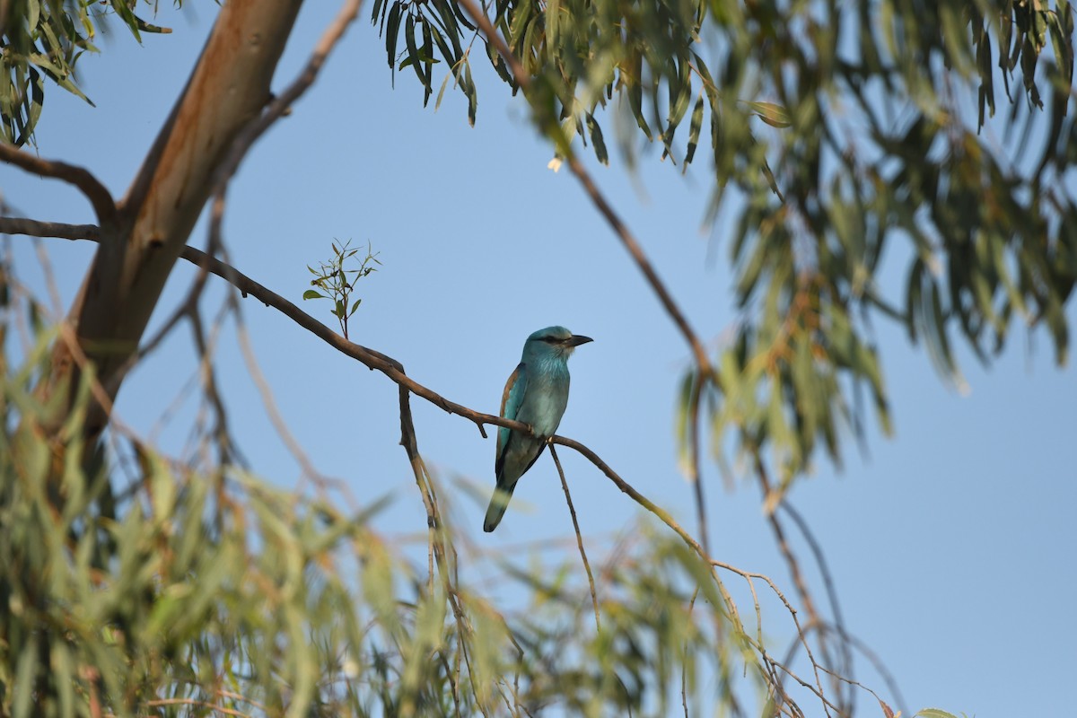 European Roller - ML638507676