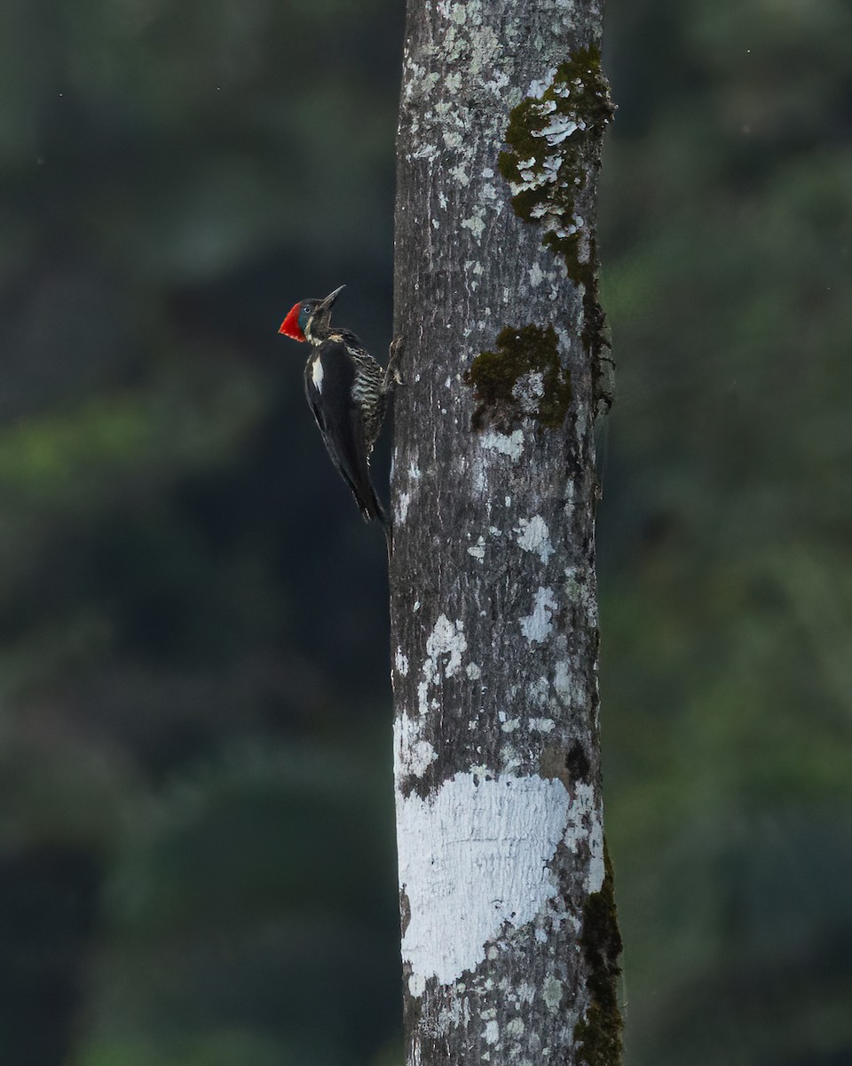 Lineated Woodpecker - ML638507677