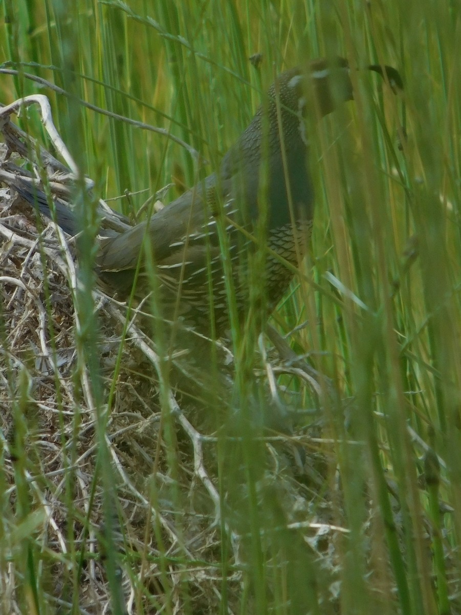 California Quail - ML638507678