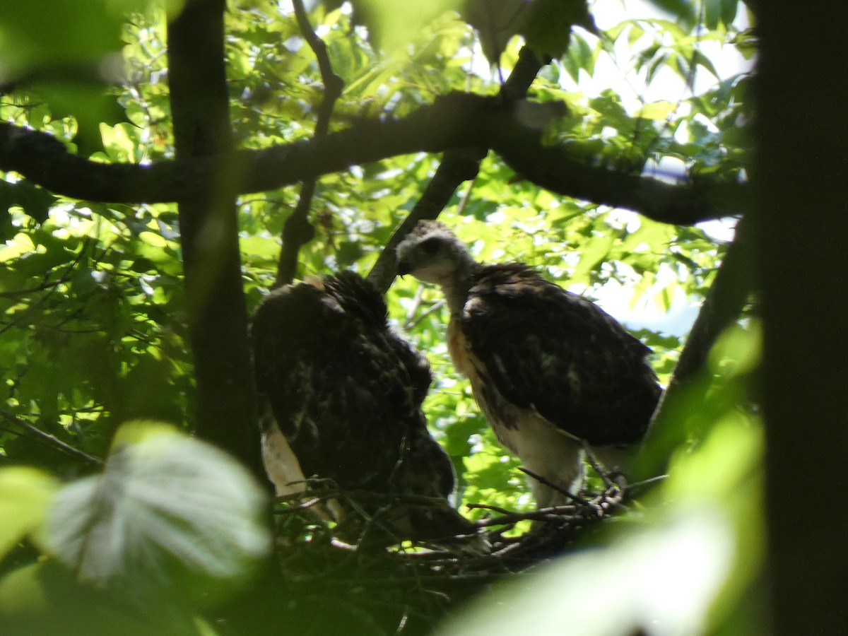 Red-tailed Hawk - ML638507680