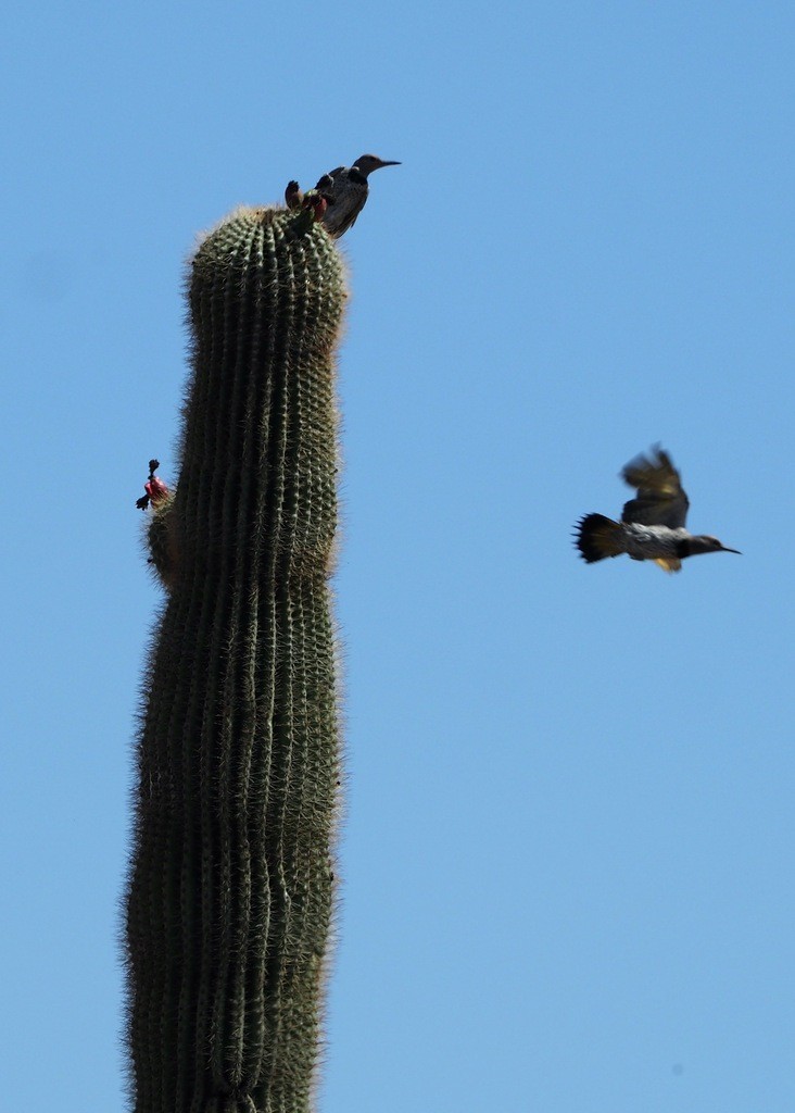 Gilded Flicker - ML638507683