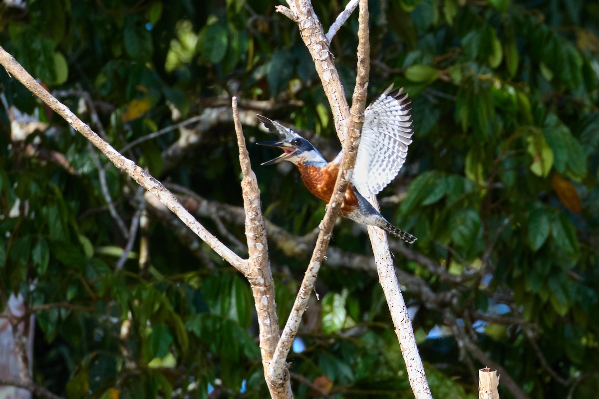 Ringed Kingfisher - ML638507689