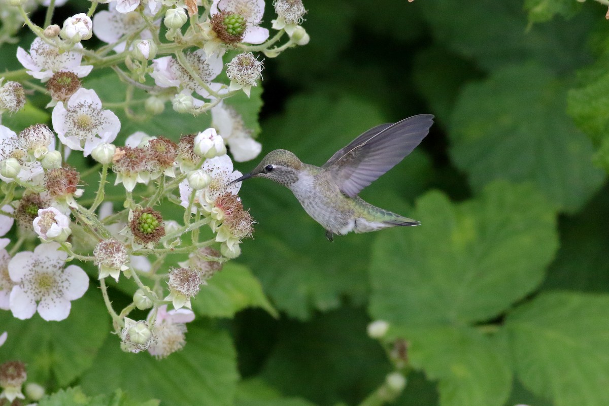 Anna's Hummingbird - ML638507690