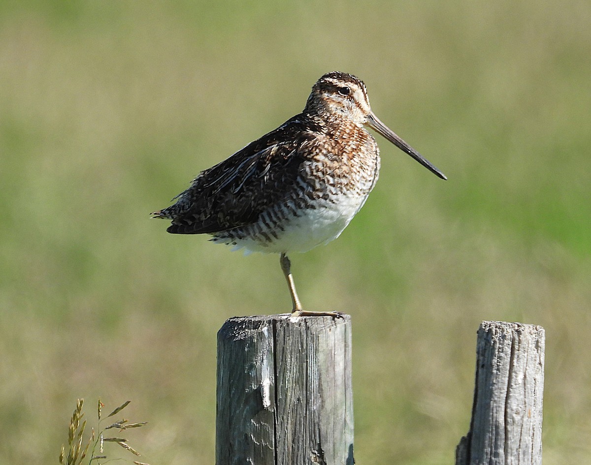 Wilson's Snipe - ML638507691