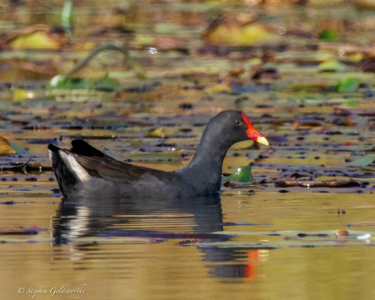 Dusky Moorhen - ML638507692