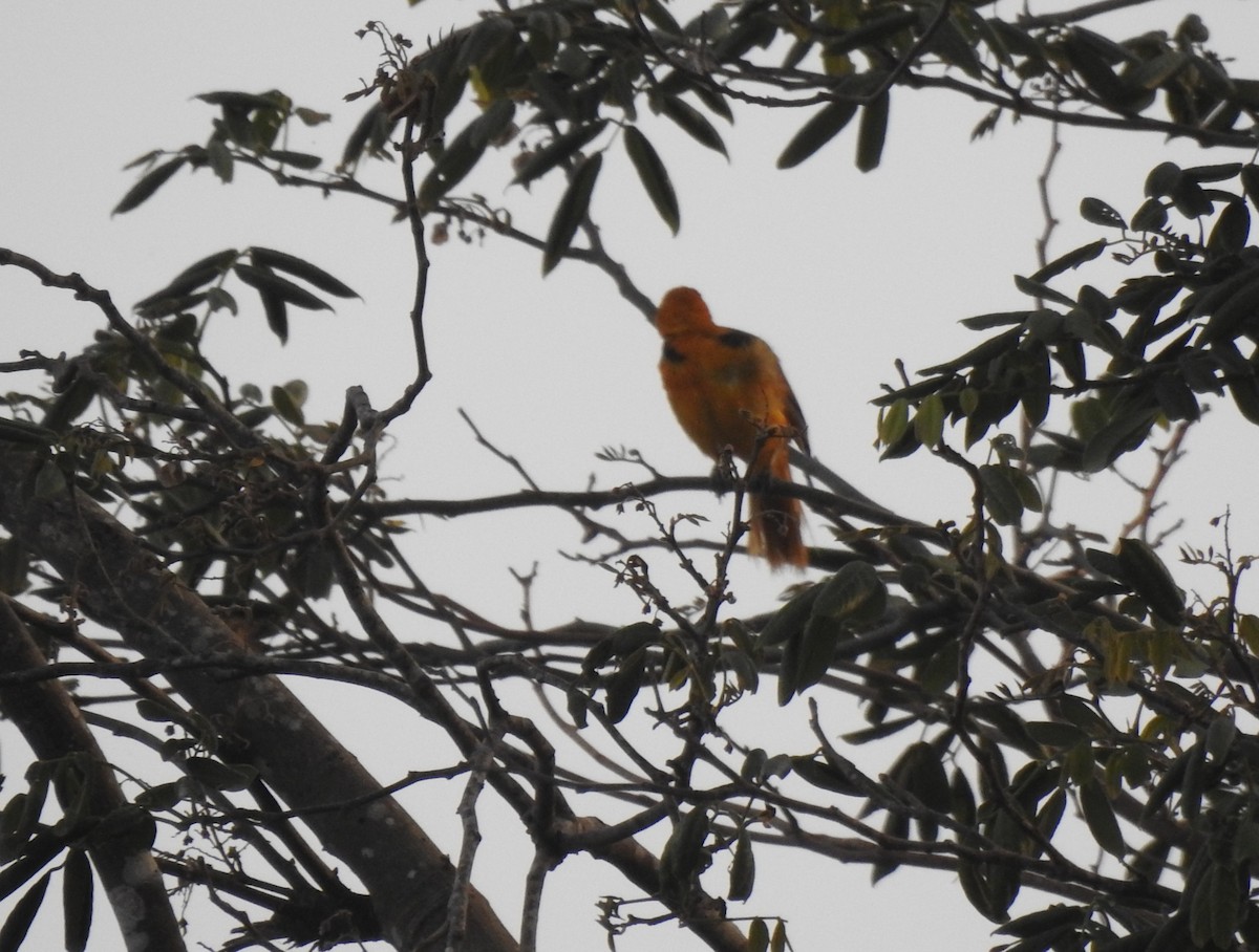 Altamira Oriole - ML638507694