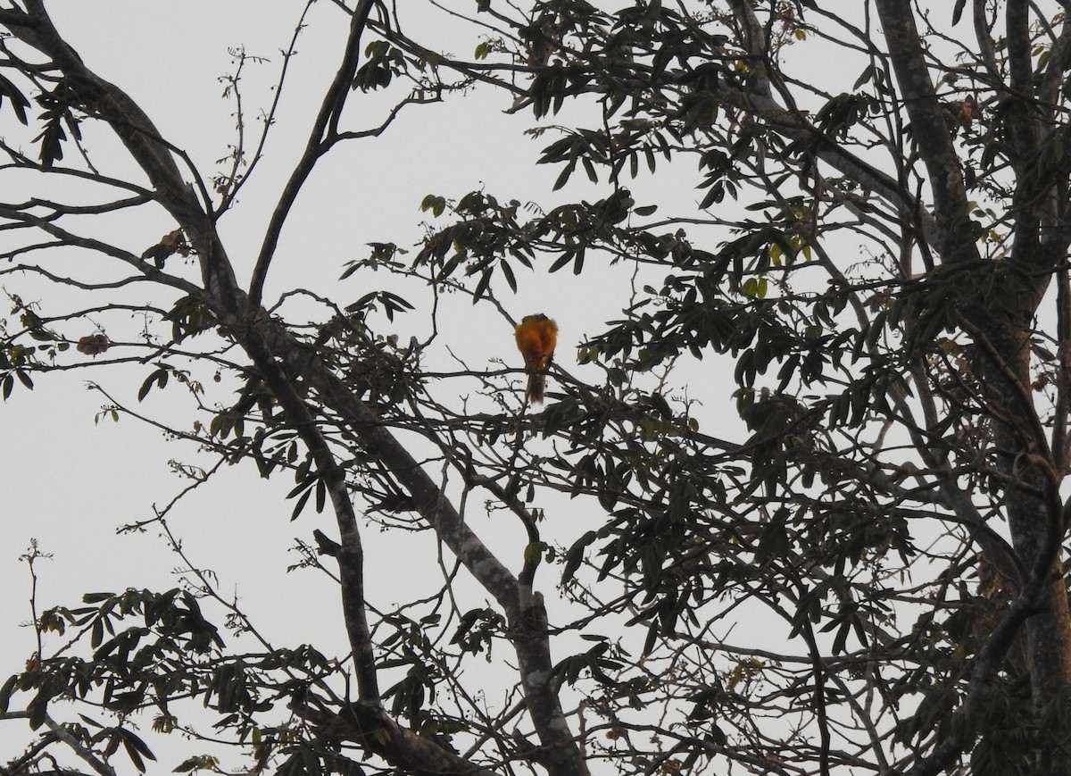 Altamira Oriole - ML638507695