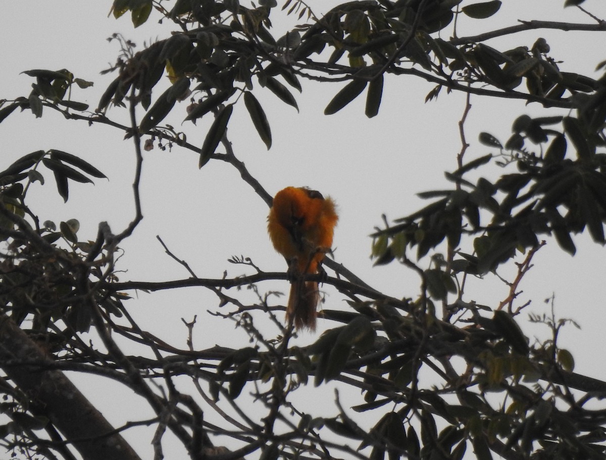 Altamira Oriole - ML638507696
