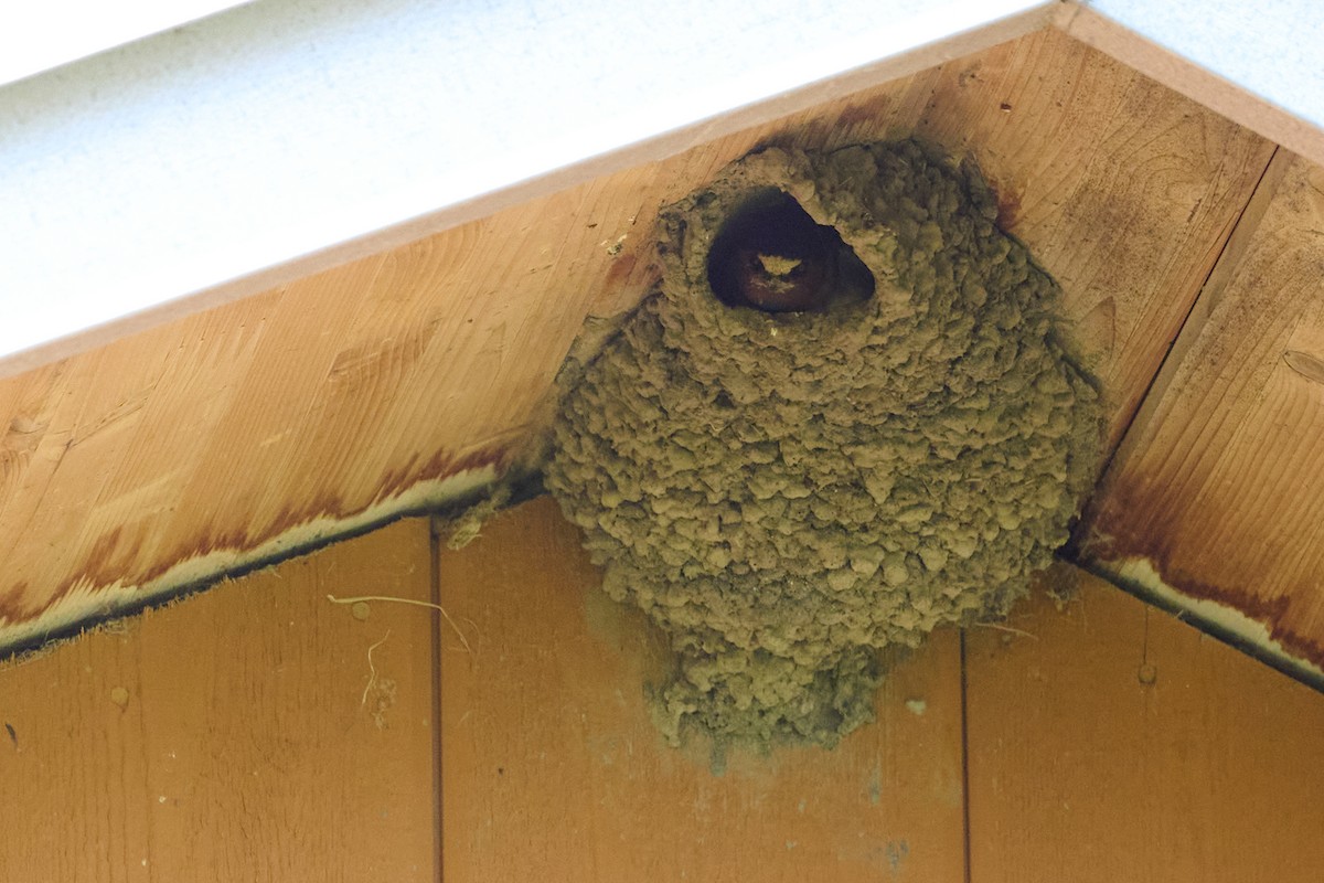 Cliff Swallow - ML638507697