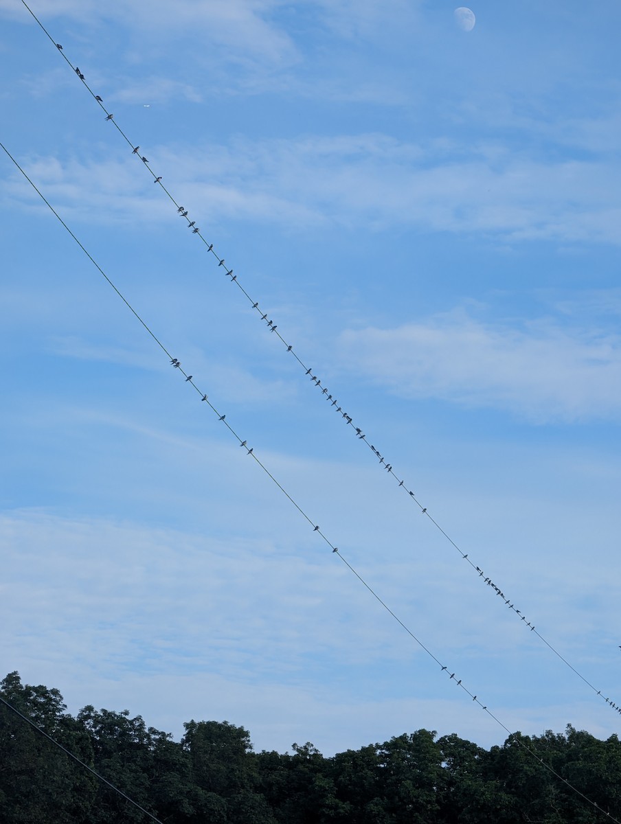 Tree Swallow - ML638507698
