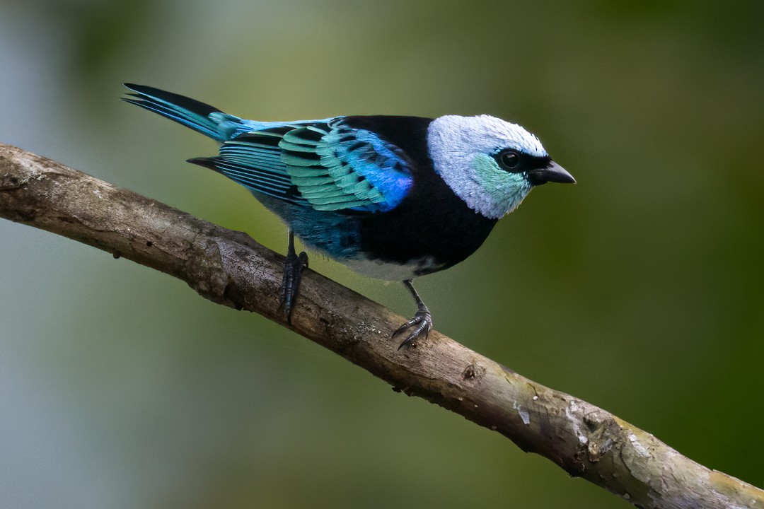 Masked Tanager - ML638507699