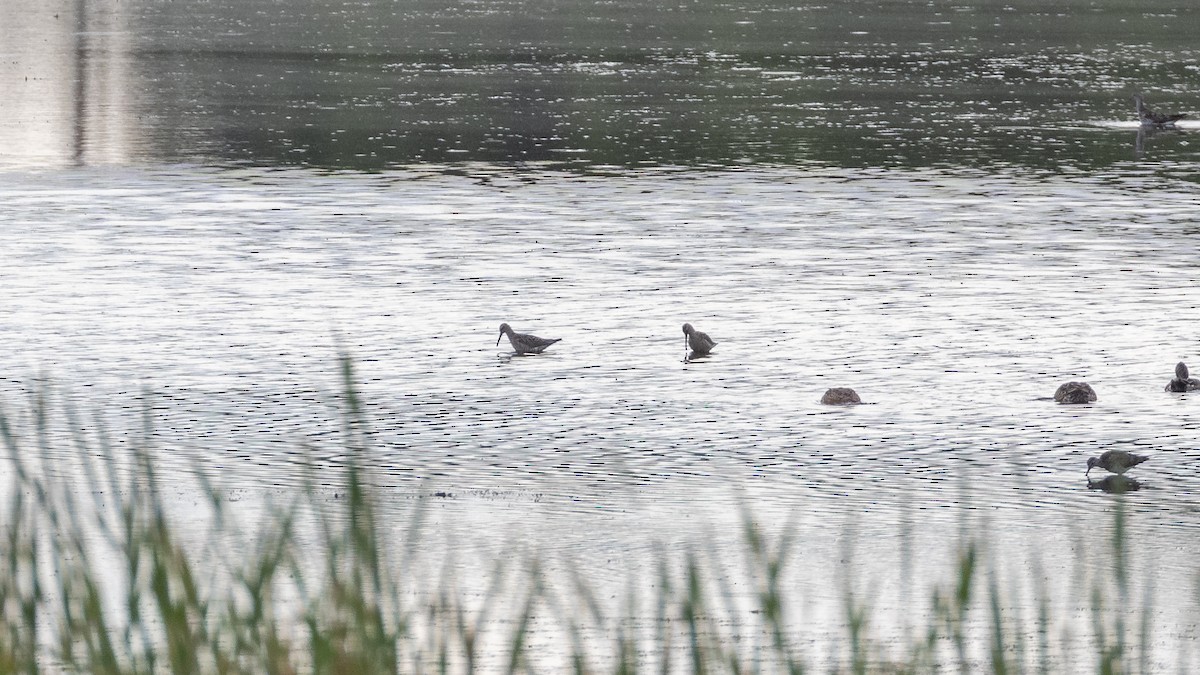 Stilt Sandpiper - ML638507701