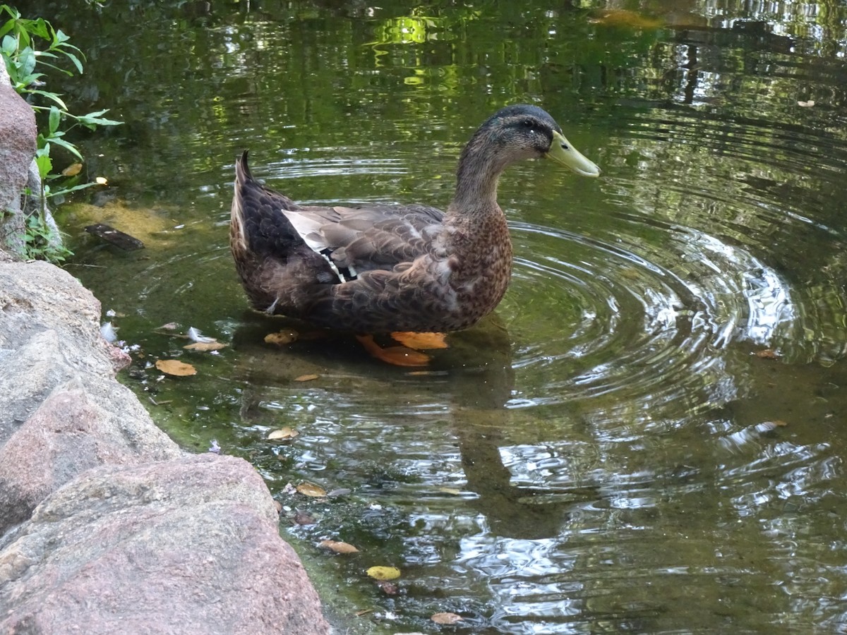 Mallard (Domestic type) - ML638507703