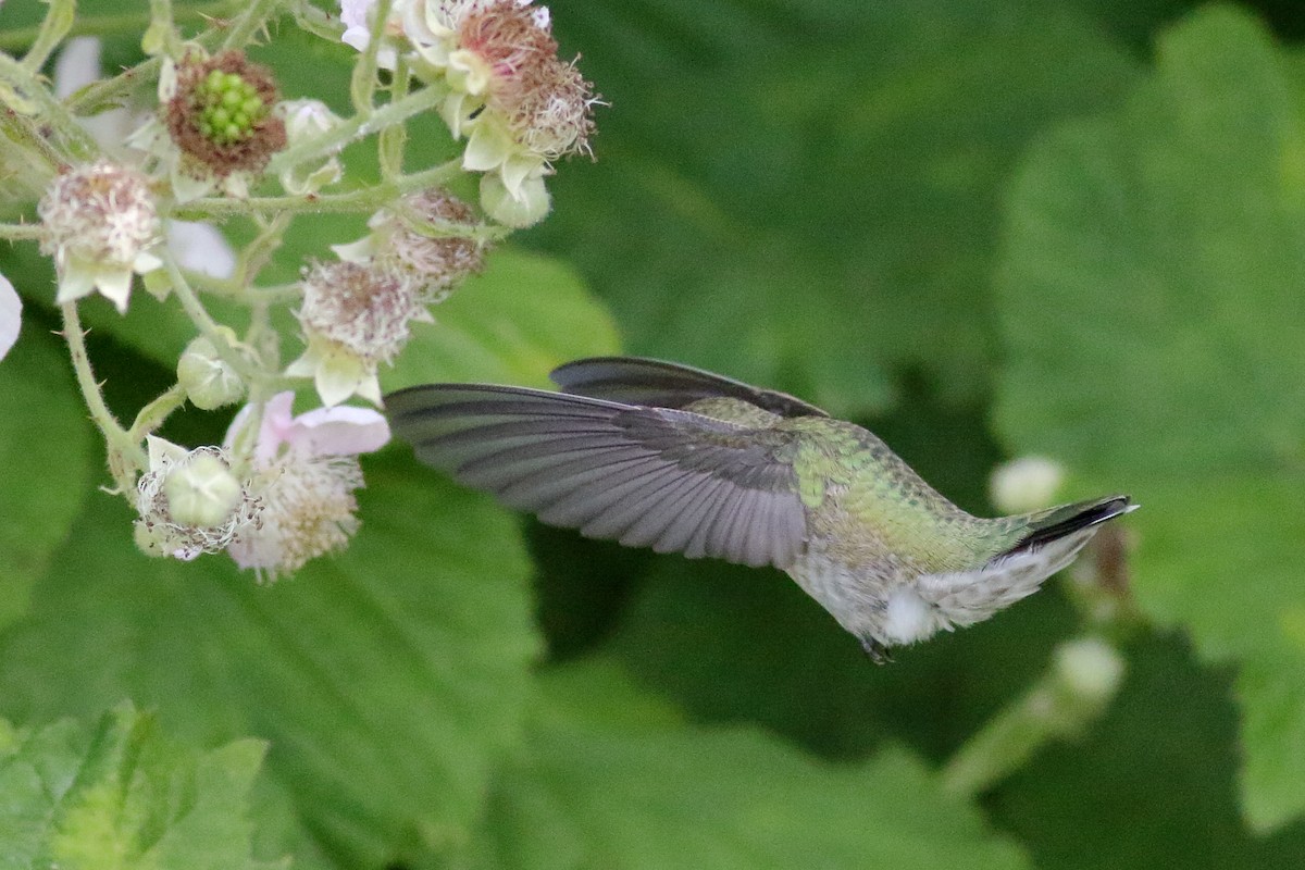 Anna's Hummingbird - ML638507704