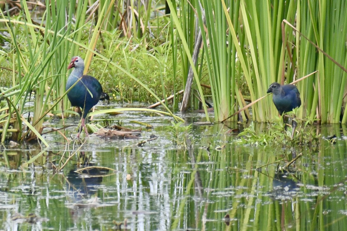 Gray-headed Swamphen - ML638507705