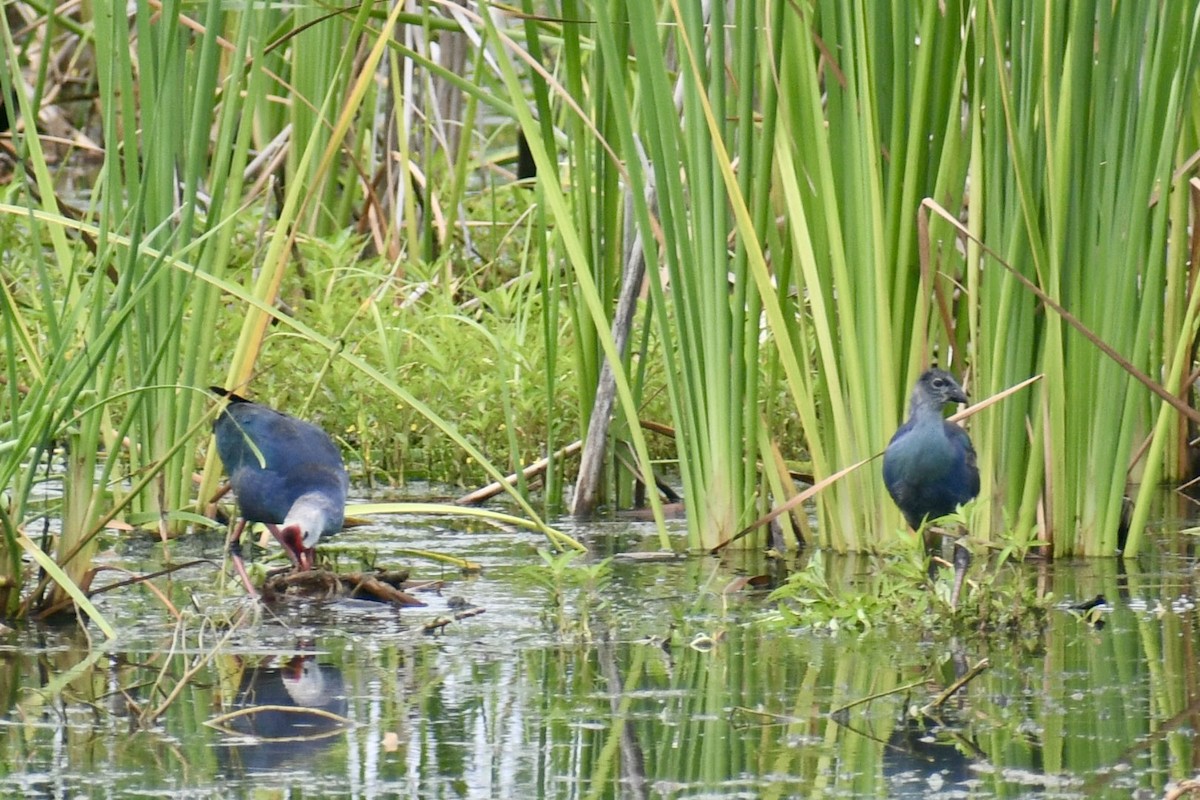 Gray-headed Swamphen - ML638507706