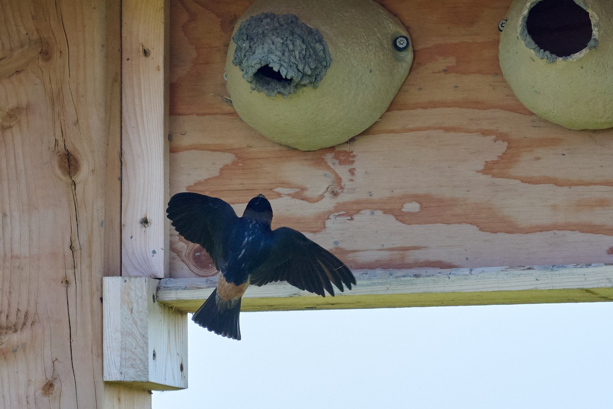 Cliff Swallow - ML638507709