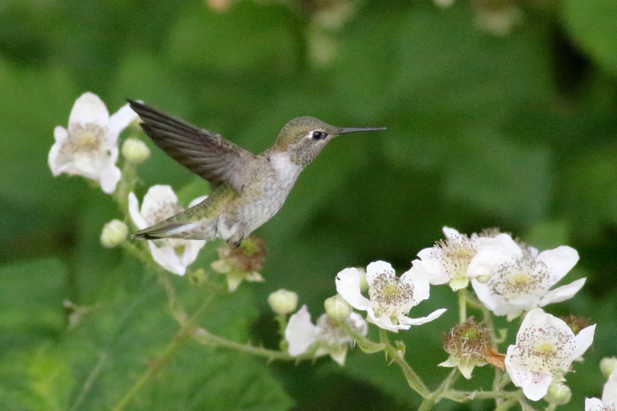 Anna's Hummingbird - ML638507710